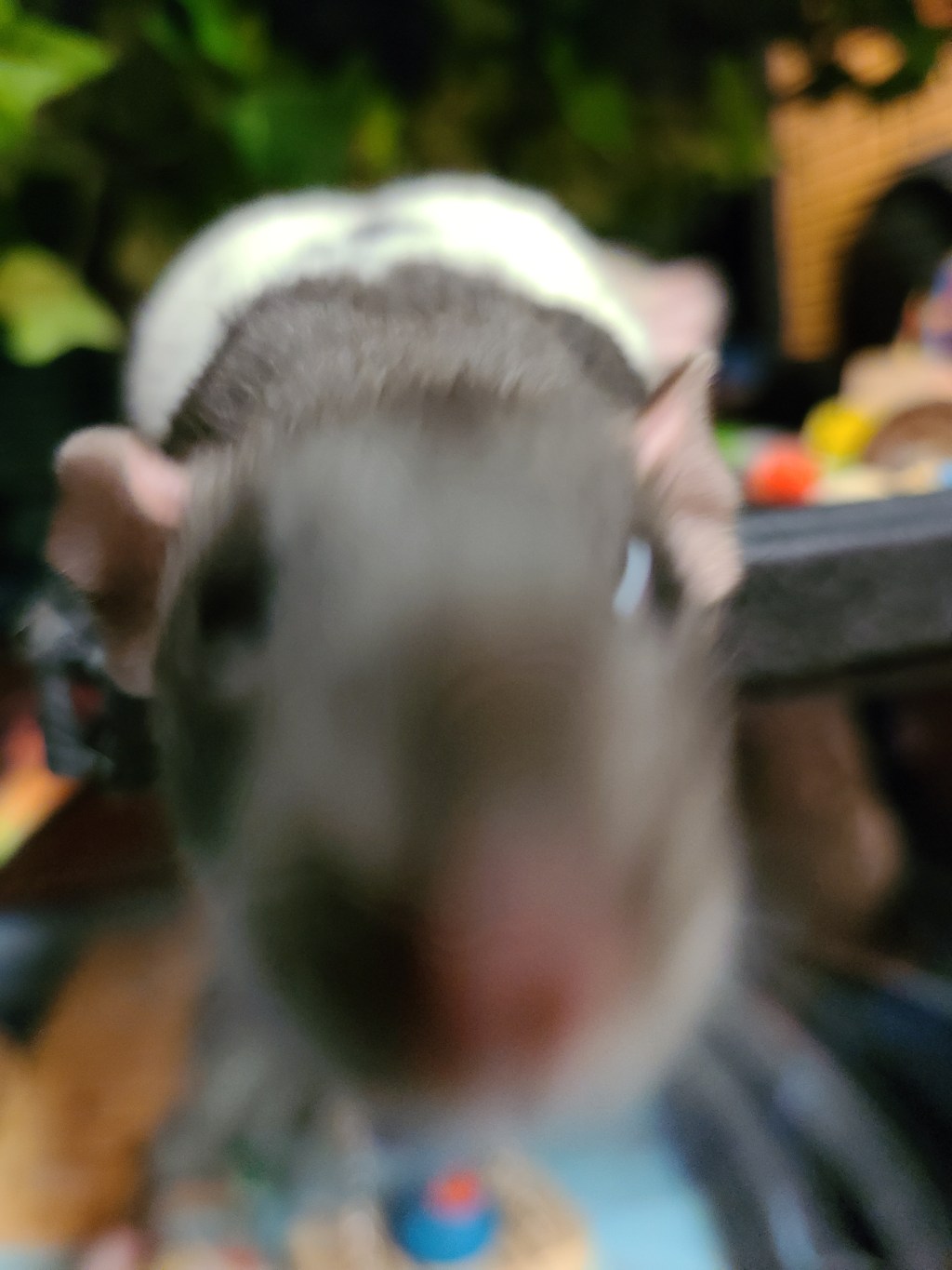 12-Days of Critmiss Day #7: Why Pet Rats? (Playing Catch&nbsp;Up)