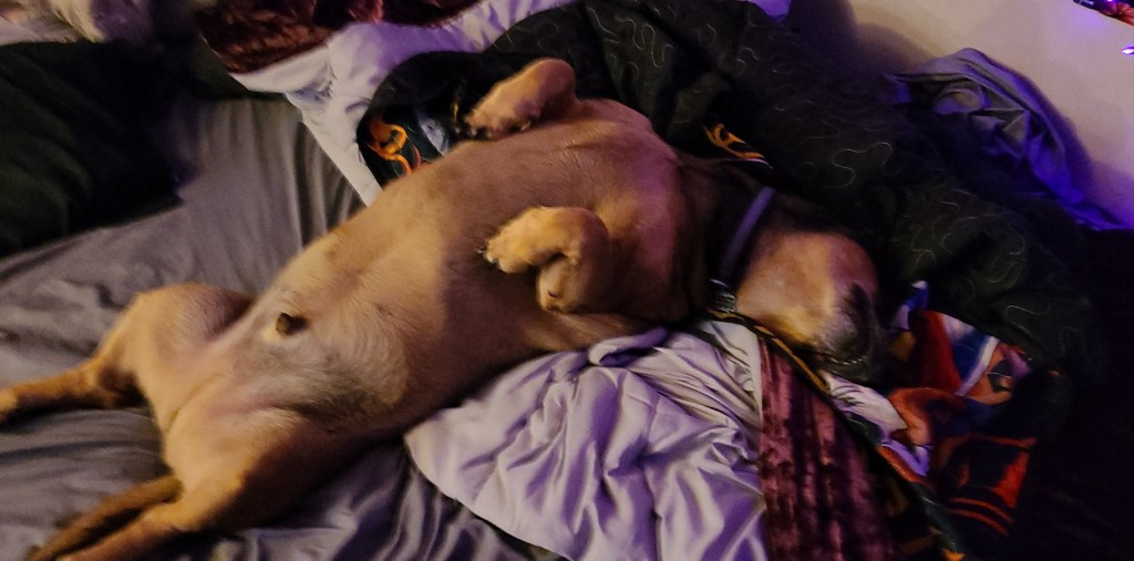 12-Days of Critmiss Day #8: Meet My&nbsp;Mutt!