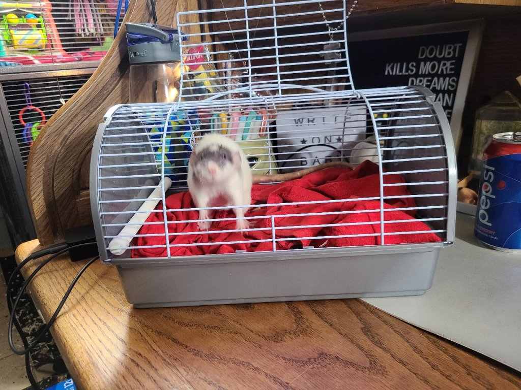 Life with Rats: Fuzzy, Sassy, Potato Dumplings. (R.I.P.&nbsp;Chaibun)