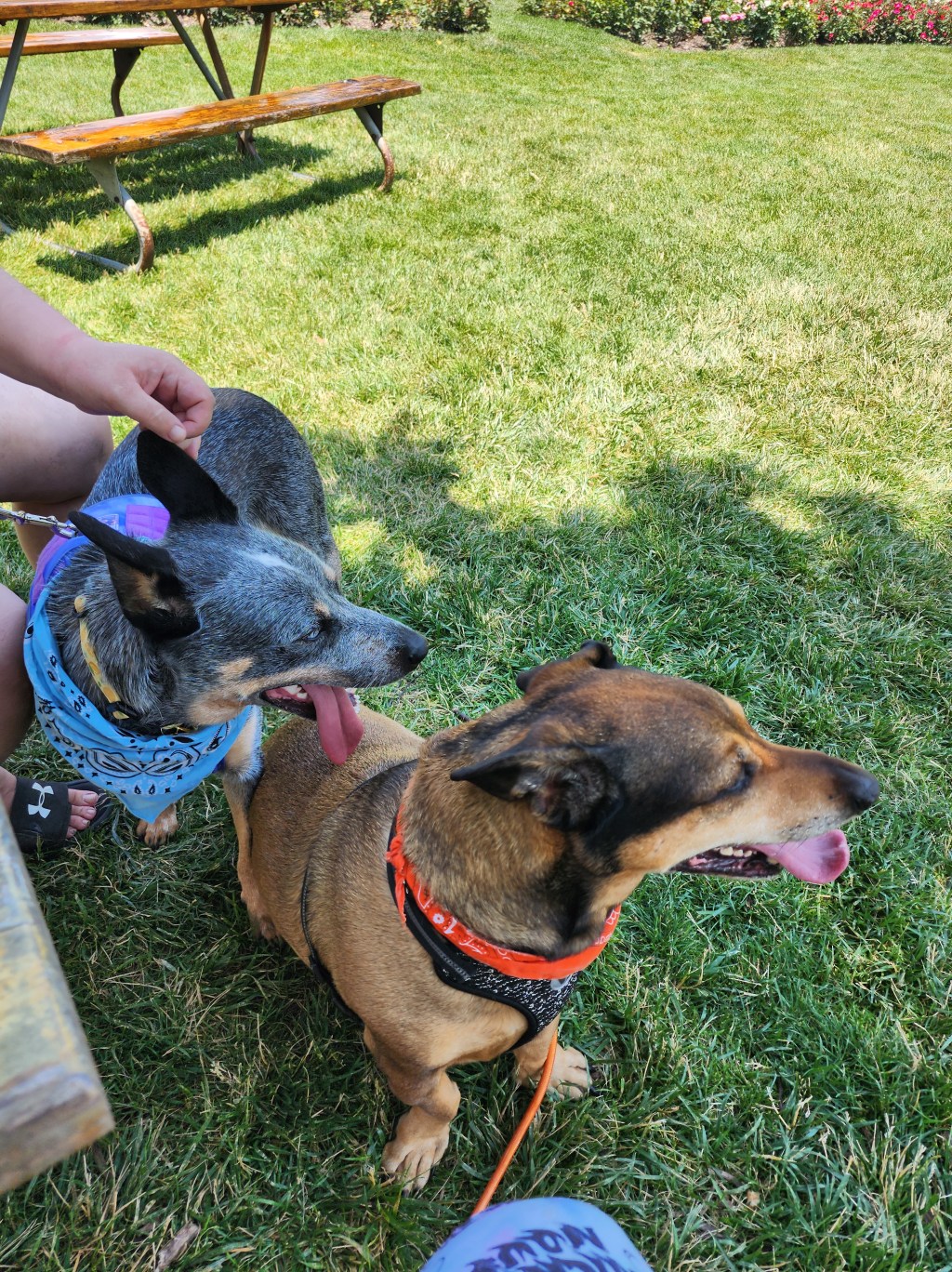 Luna the Service Dingo, Rainy Weekends, Garden Updates, Fireworks &&nbsp;Migraines.