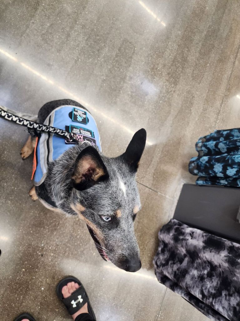 Luna is a traditionally colored Australian Cattle Dog with heterochromatic eyes, in a light blue service dog vest, wearing neon orange patches that identify her as a service dog in training. Patches also say, "NOT all disabilities are visible."