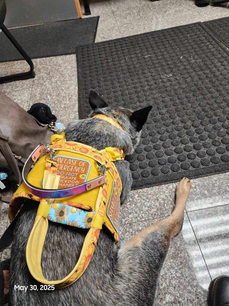 Two photos of Luna, a blue heeler service dog in training, taken during a rheumatology appointment on May 30, 2025. In both, she’s wearing a bright yellow sunflower-patterned service dog harness with patches that read “IN CASE OF EMERGENCY DO NOT SEPARATE DOG FROM HANDLER.” In the first photo, she’s lying calmly on a rubber mat in the waiting room next to her handler’s bag. In the second, she’s resting on a wood floor under the desk of an exam room, relaxed and facing the corner between a medical chair and a swivel chair. Her leash is loose, and her body language is calm.