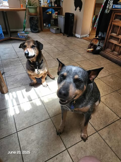 A photo taken indoors on a tiled floor shows two dogs sitting and looking toward the camera. Closest to the camera is Luna, an Australian Cattle Dog with a blue merle coat, upright ears, and distinctive markings; she has one brown eye and one blue eye and appears to be smiling gently. Behind her sits Bear, a German Shepherd–Basset Hound mix with a short, stocky build, brown and black fur, and a calm, alert expression. Sunlight streams in through a window, casting light on the floor between them. The room has shelves, plants, and cozy clutter in the background.