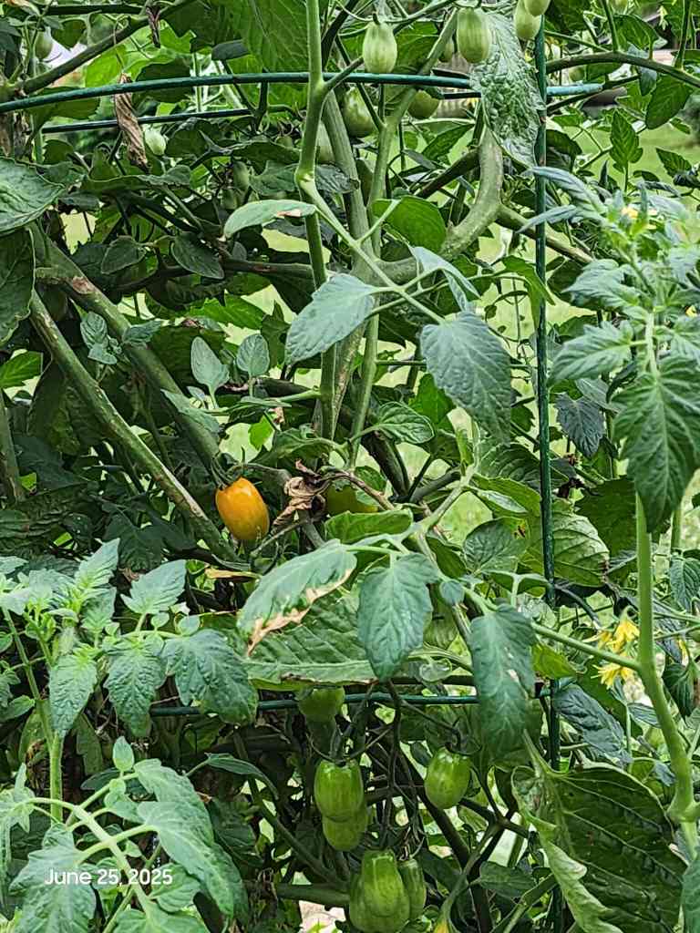A bright yellow grape tomato ripens on the vine, surrounded by thick green stems, curling tendrils, and leaves in various shades of green. Some leaves show signs of sun damage or drying. In the background, a few unripe green tomatoes are visible, partially hidden by the dense foliage. The date “June 25, 2025” is printed in the lower left corner.