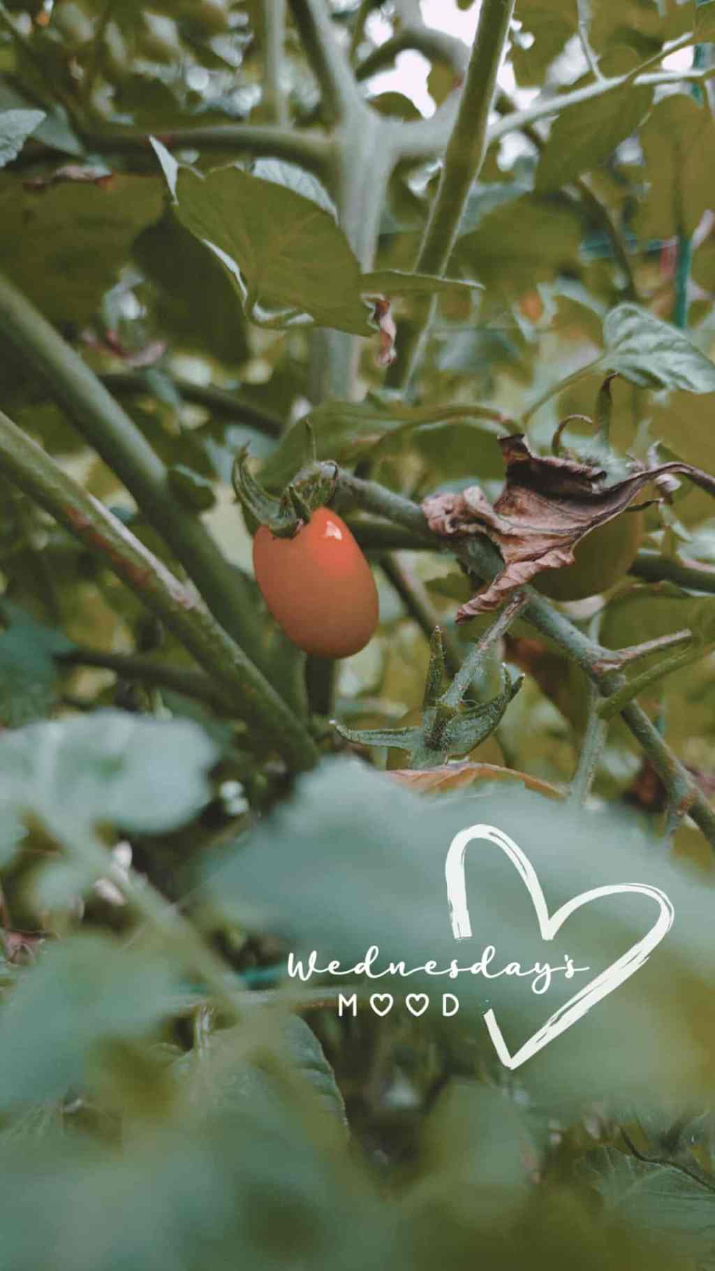 🌱 Weeds, Heatwaves & The Big Sad™: A Garden Update That Wasn’t Folklore Wednesday (But Still&nbsp;Counts)