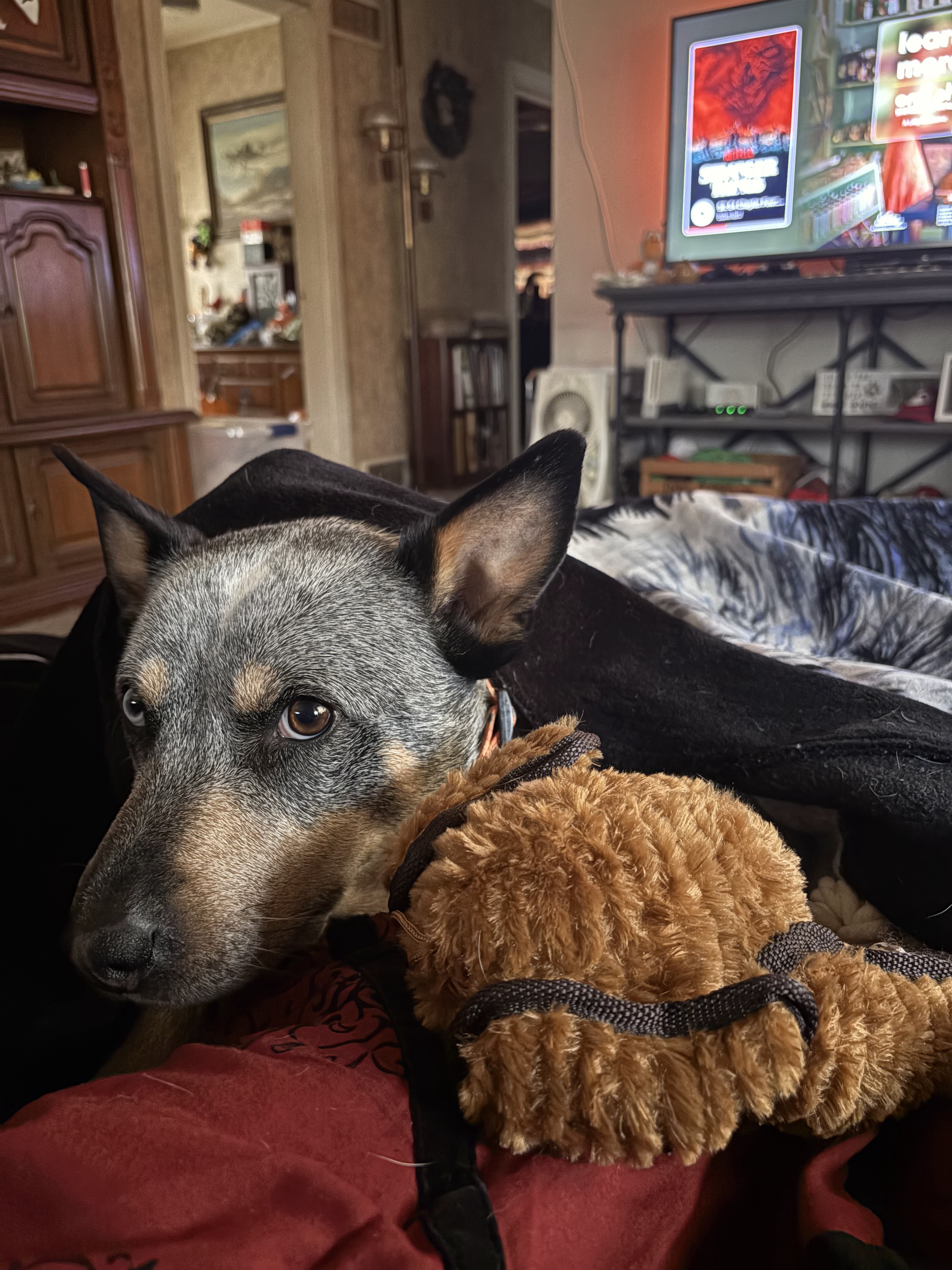 Blue heeler looking away from the camera, laying under a blanket beside a stuffed turkey toy with a TV in the background. 